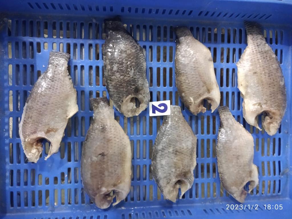 Tilapia Mooncut